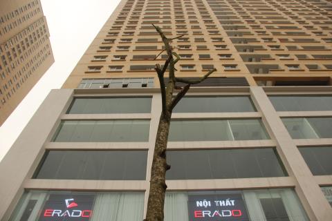 Hà[-]Nội:[-]Cây[-]mới[-]trồng[-]đang[-]chết[-]hàng[-]loạt